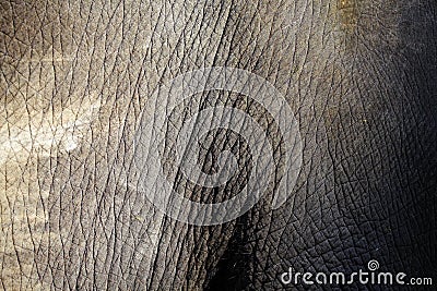 Thai elephant skin