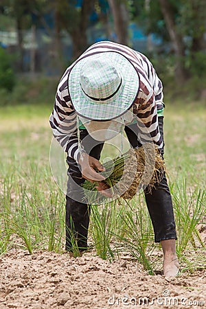 Thai farmer is transplanting rice seedlings in dry earth