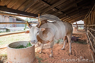 Thai Fighting Cow