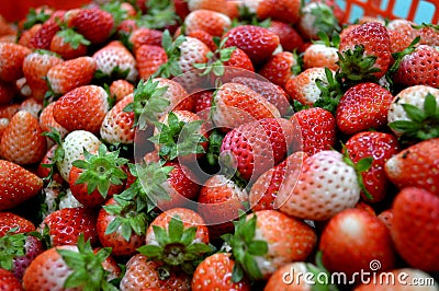 Thai strawberry Fruit of Doi Inthanon.