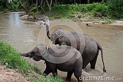 Thailand elephants