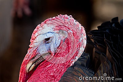 Thanksgiving Turkey Tom close up portrait