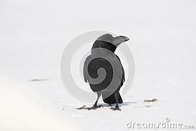 Thick-billed or jungle crow, Corvus macrorhynchos