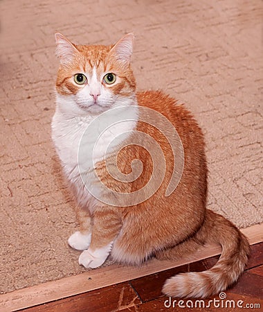 Thick red and white cat sitting