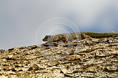 Thicktail day gecko, isalo, madagascar
