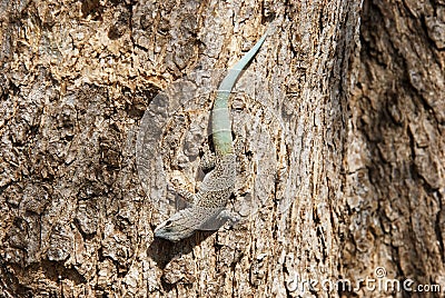 Thicktail day gecko, isalo, madagascar