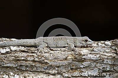 Thicktail day gecko, isalo, madagascar