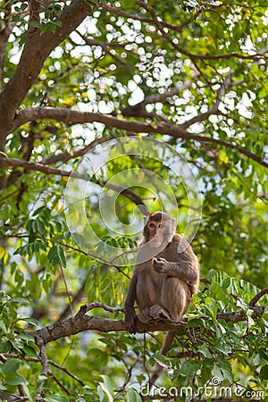 Thinking Monkey