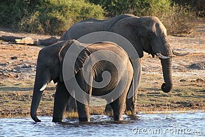 Thirsty Elephants