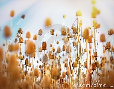 Thistle field - burdock field