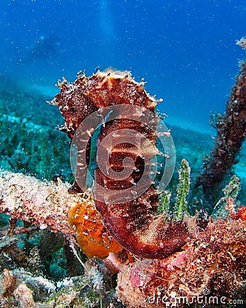 Thorny Sea Horse seahorse Red Sea
