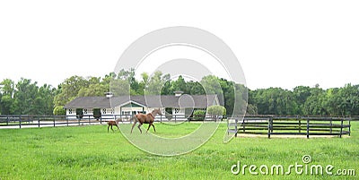 Thoroughbred Horse Mare and Foal