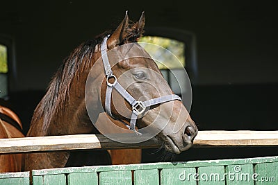 Thoroughbred horse standing in the stable door