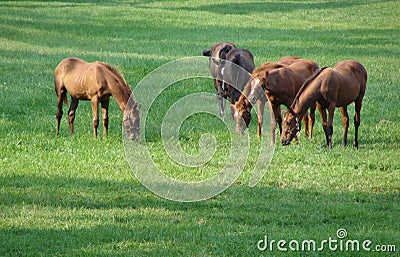 Thoroughbred Race Horses Feeding on Grass in Field