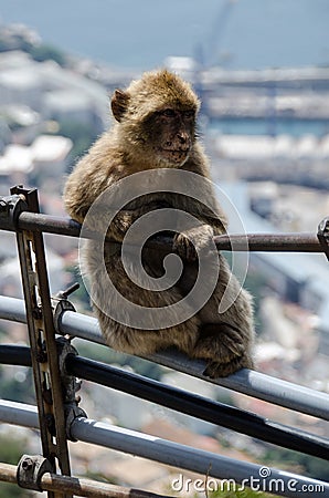 The thoughtful semi-wild Barbary Macaques, Gibralt