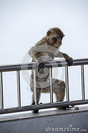 The thoughtful semi-wild Barbary Macaques, Gibralt