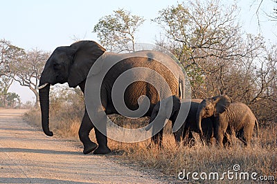 Three african elephants