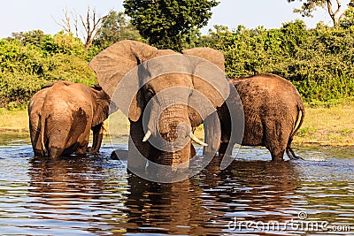 Three African elephants stand in river in Chobe National Park, Botswana