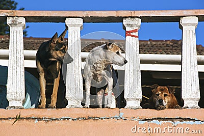 Three Alert Watch Dogs on Porch Lookout
