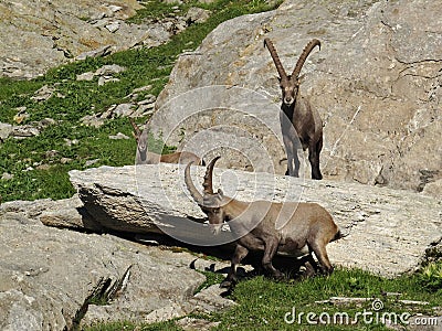 Three alpine ibex