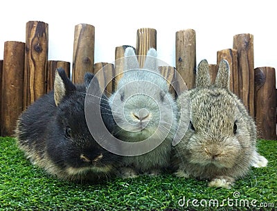 Cute baby rabbits netherland dwarf