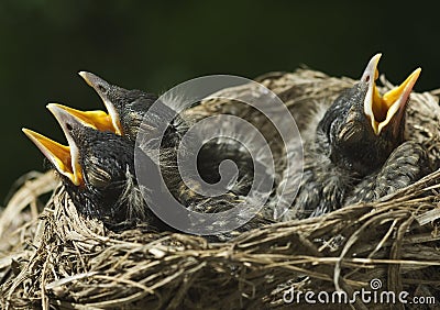 Three Baby Robins In Nest