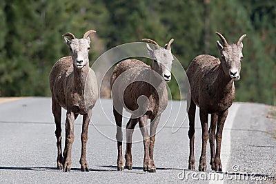 Three bighorn sheep on the road.