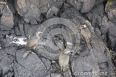 Three birds on the rocks