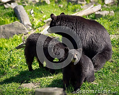 Three Black Bears - Mother and Two Cubs