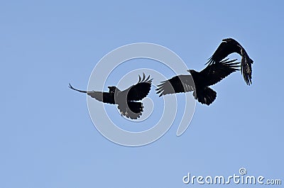 Three Black Ravens Flying in a Blue Sky