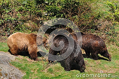 Three brown bears in conflict