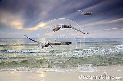 Three Brown Pelican Fly Toward the Sunset
