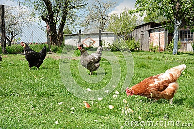 Three chickens in the yard.