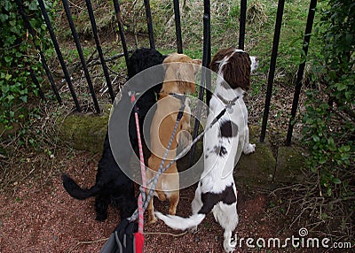 Three curious dogs on a lead.