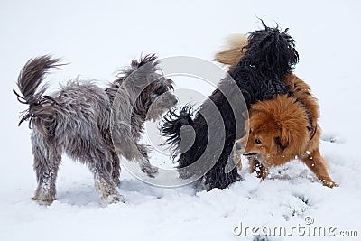 Three cute dogs in the snow