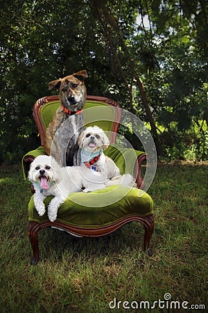 Three dogs on chair