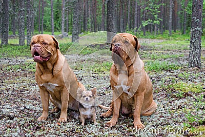 Three dogs in the forest