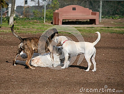 Three dogs playing