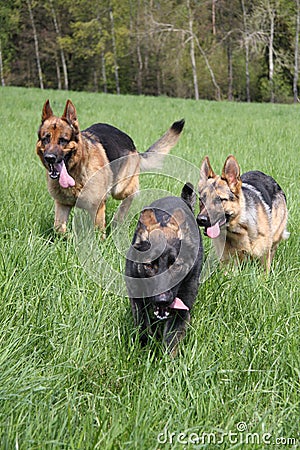 Three dogs running