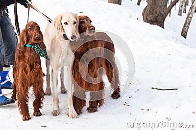 Three dogs standing