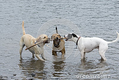 Three Dogs and a Stick