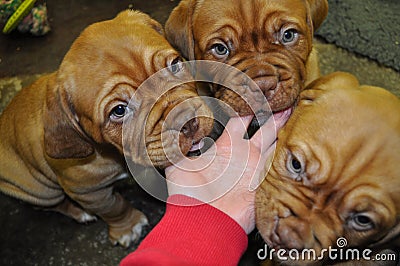 Three Dogue de Bordeaux Puppies