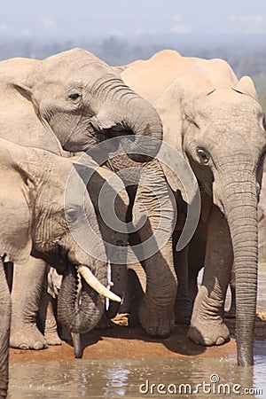 Three elephants close up drinking