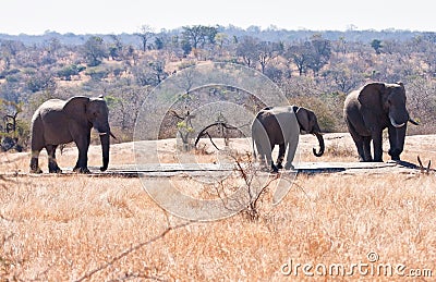 Three elephants drinking water