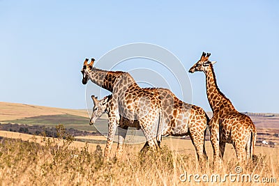 Three Giraffes Together Wildlife Animals