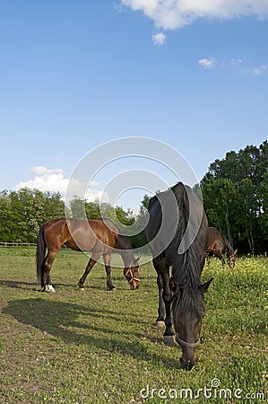 Three horses on the farm grazing