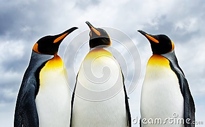 Three King Penguins