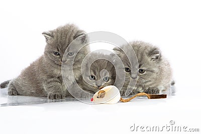 Three kittens with mouse toy