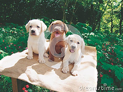 Three labrador puppies