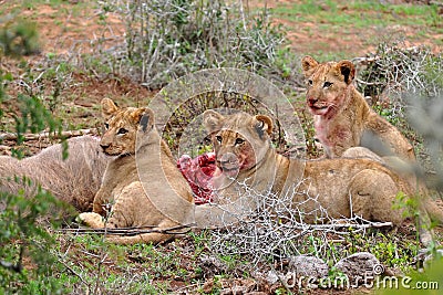 Three lion cubs eating the kudu antelope